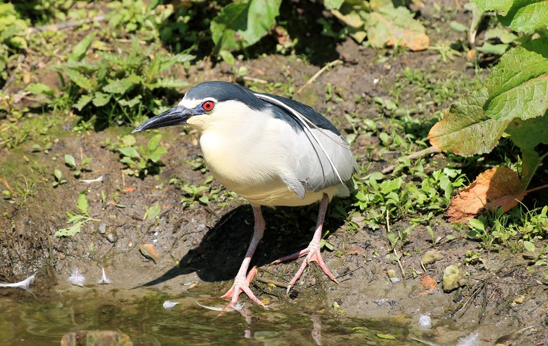 Vogel