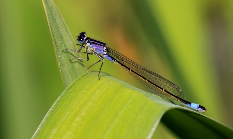 libelle