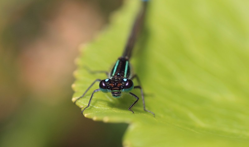 Libelle
