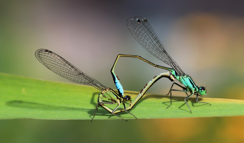 libelle
