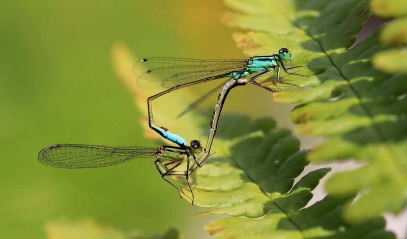 libelle