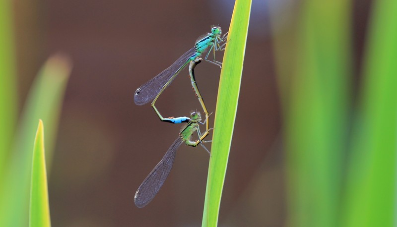 libelle
