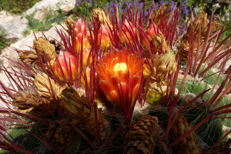Bloem