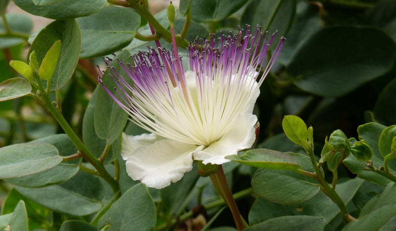 Bloem