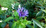 Bloemen