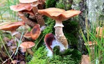 Paddenstoelen