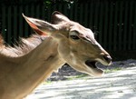 Blijdorp Zoo
