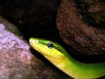 Terrarium dieren