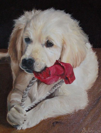 Golden Retreiver Puppy Troy