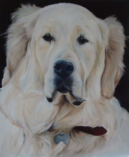 Golden Retreiver Puppy Troy