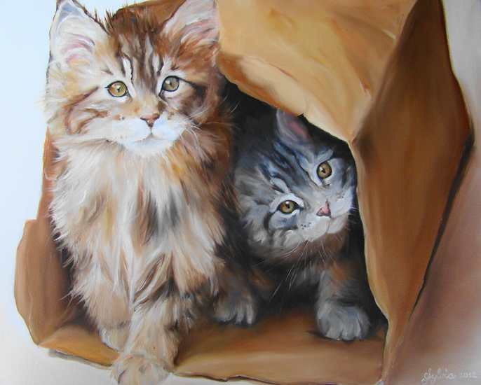 Maine Coon Cats