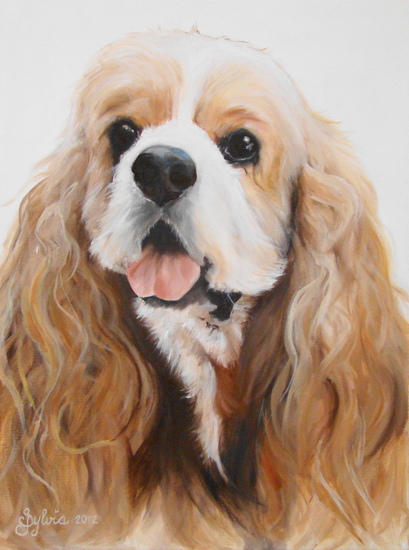 American Cocker Spaniel