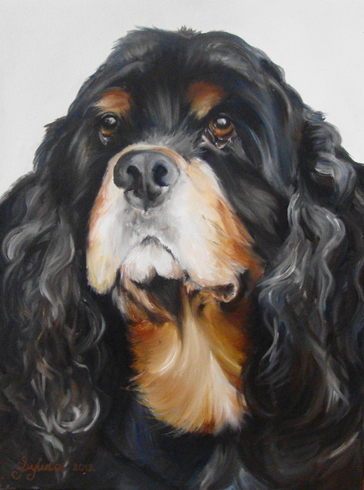 American Cockerspaniel