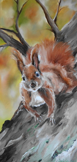 Squirrel in Tree