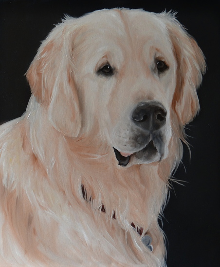 Golden Retreiver Portrait