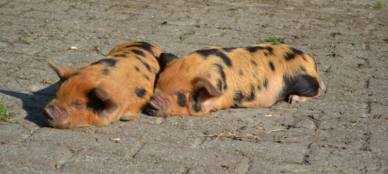 Piggies