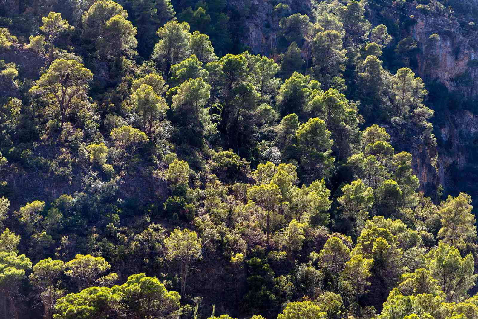 Parque Natural de las Sierras de Cazorla, Spanje