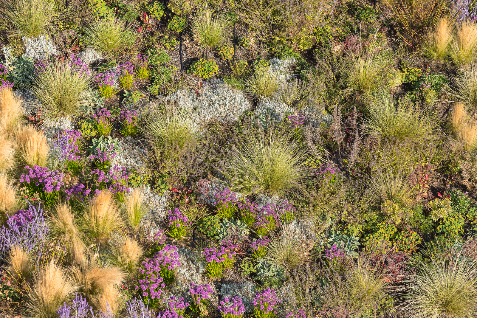daktuin Hofvijver Den Haag