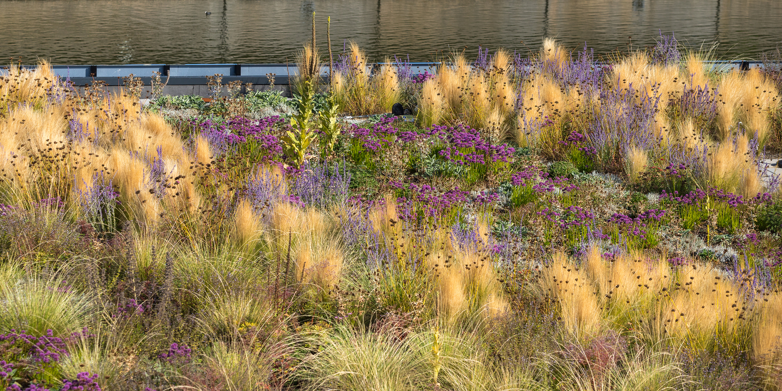 daktuin Hofvijver Den Haag