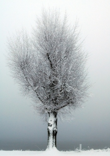 Sneeuw in de ochtenmist 2