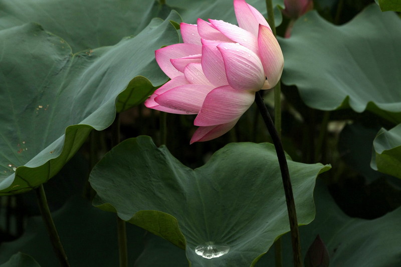 Rijpe schoonheid 美人遲暮