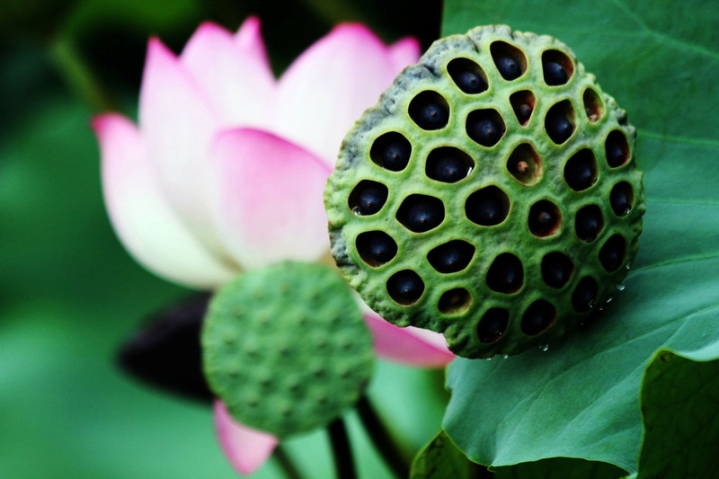 Herinneringen 緬懷過去