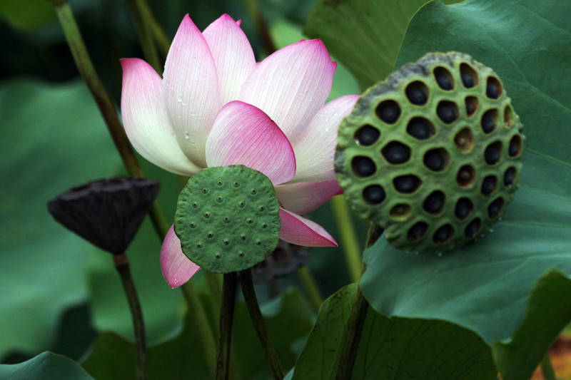 Piekeren 思前想後