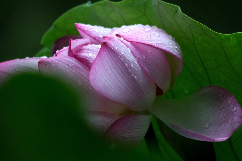 Na het regen 殘荷雨後