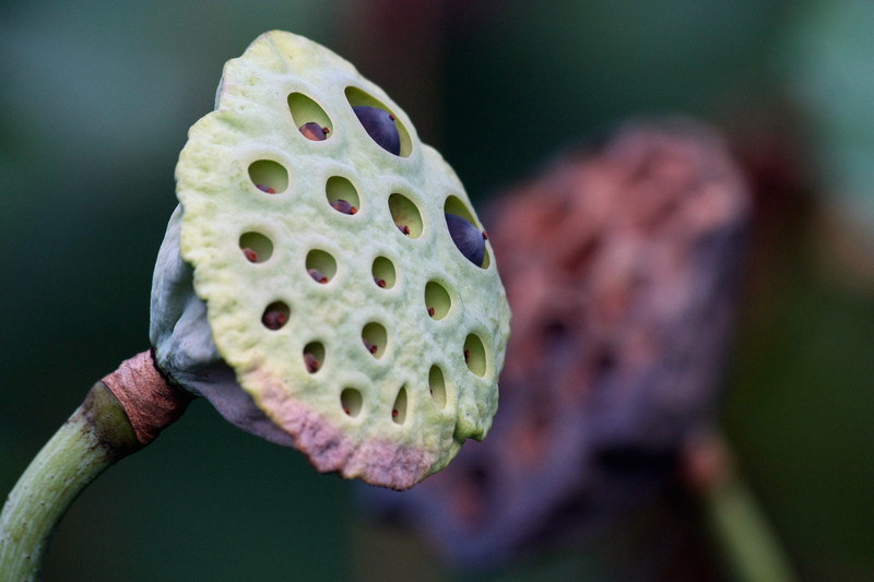 Opnieuw 洗心革面