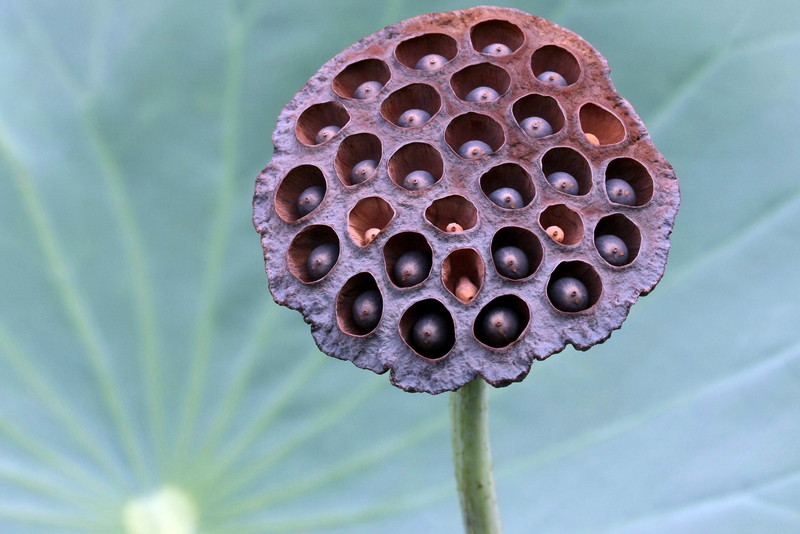 Goede oogst 佳果纍纍