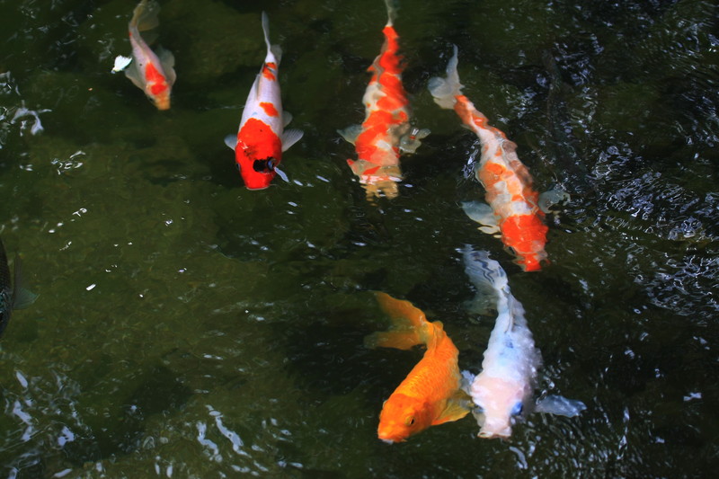 Verlamde vissen魚難游