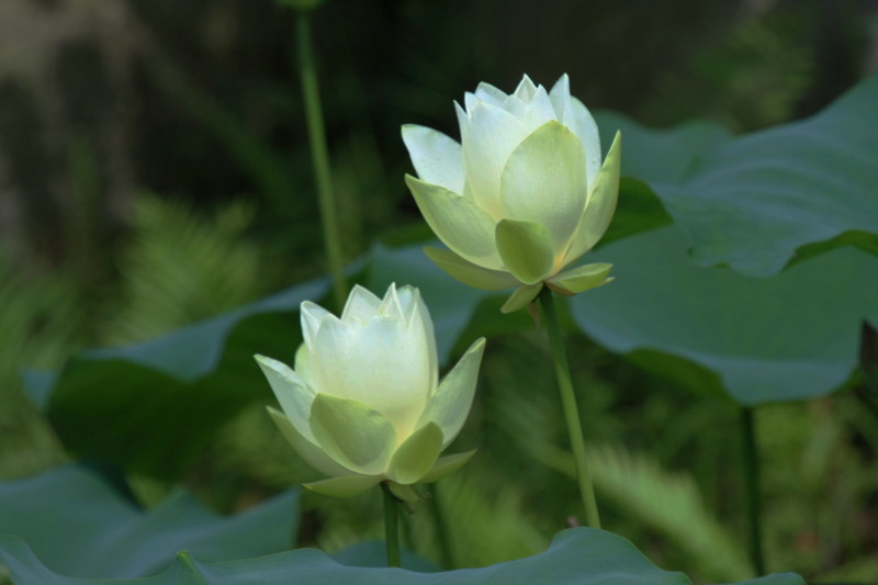 Lotus 1蓮