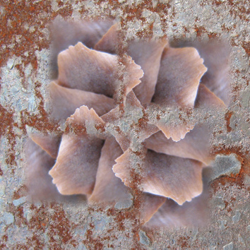 bloeiend roest 'dennenappel'