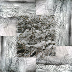 Op zeer jonge leeftijd had ik al een fototoestel. Toch heeft het een tijd geduurd voordat fotografie een rol in mijn werk gaat spelen. De overeenkomst tussen mijn borduurwerken en de natuur bracht mij ertoe foto's te gaan maken. Via de lens van de camera kijk ik naar mijn werk als naar een landschap.