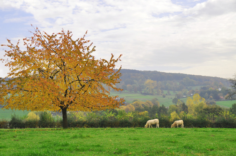 Herfst in Limburg