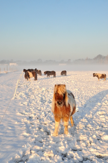 Pony's in de sneeuw