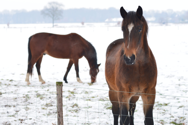 Paarden in de sneeuw