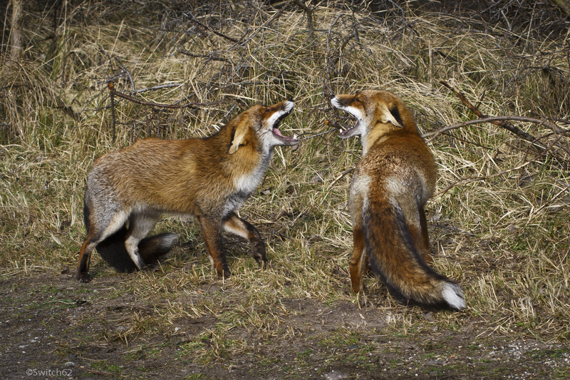 Vechtende Vossen