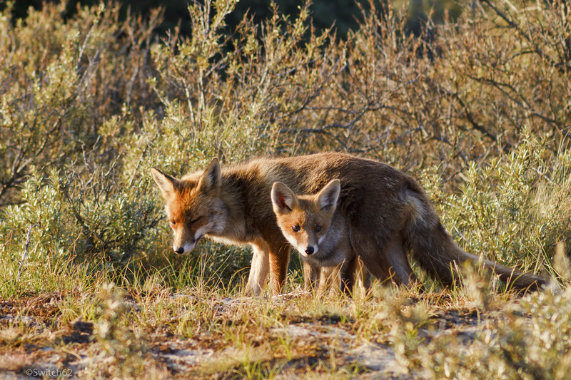Jonge vos met moeder