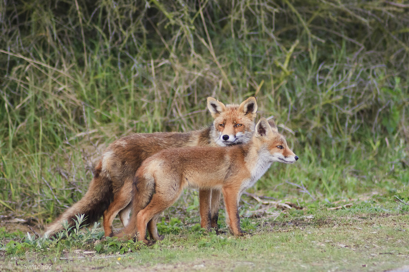 Jonge vos met moeder