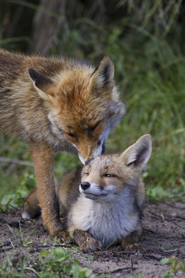 Jonge vos met moeder