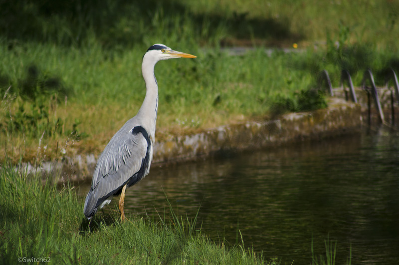 Reiger
