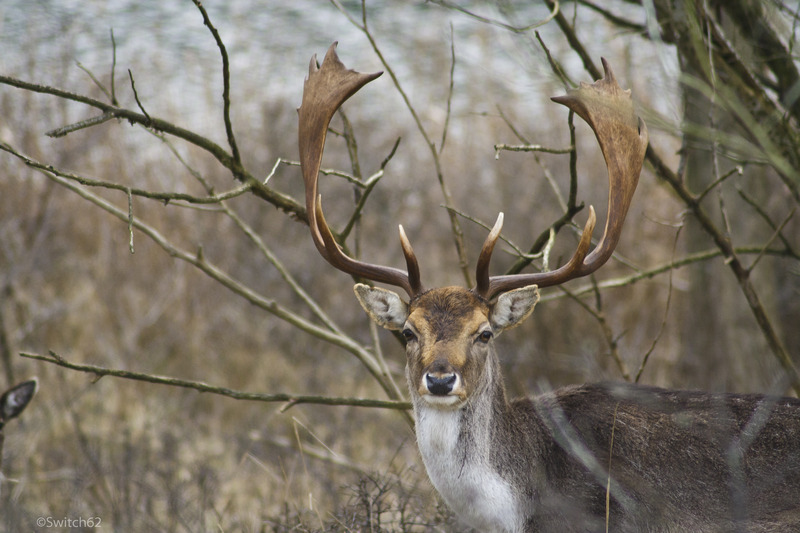 Damhert 2