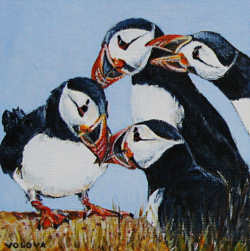atlant. puffins 4