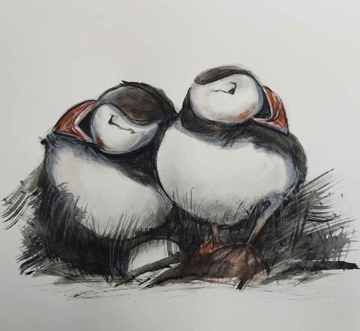 puffins 1