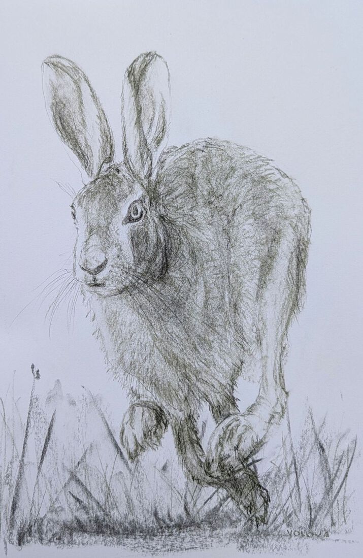 hare 4