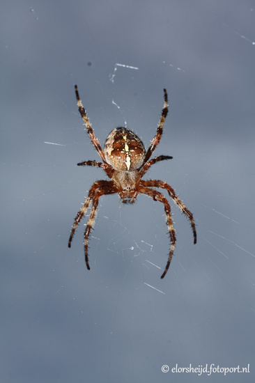 Spider