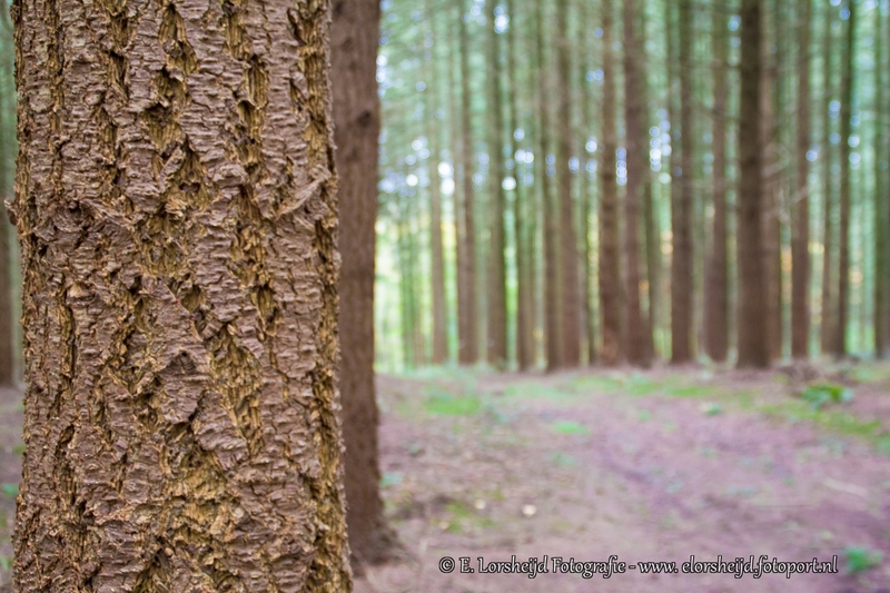 Belgische Ardennen 2