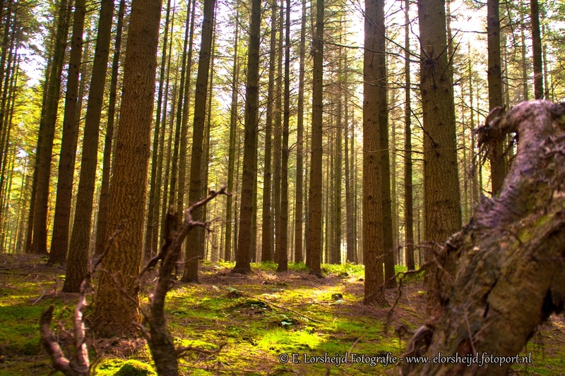 Belgische Ardennen 1