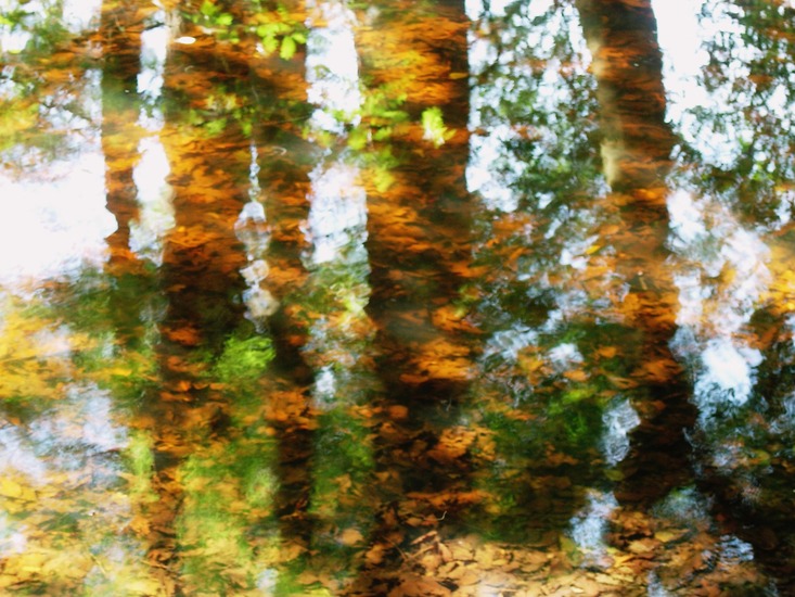 reflectie van bomen